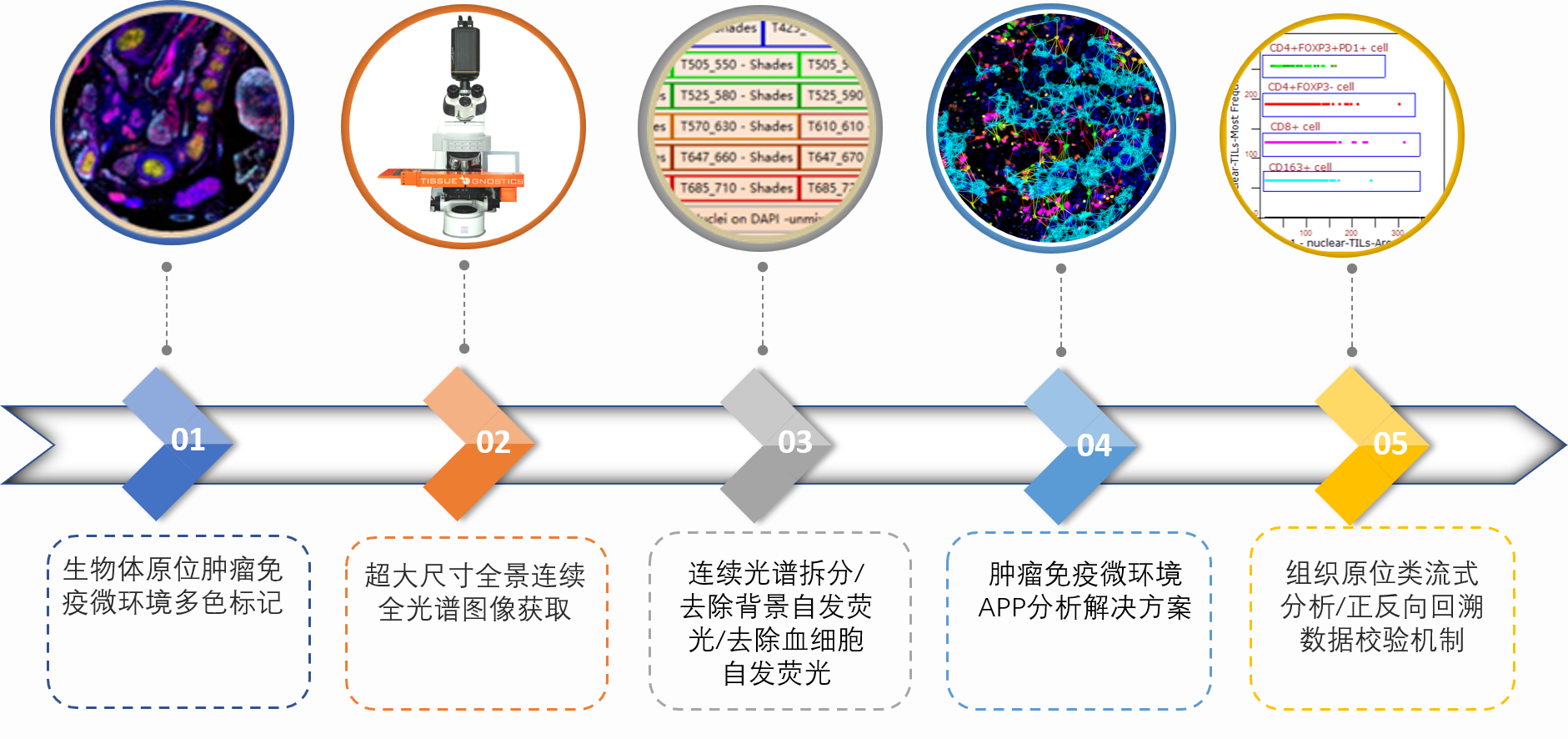 全新一代10+1肿瘤免疫微环境多色解决方案