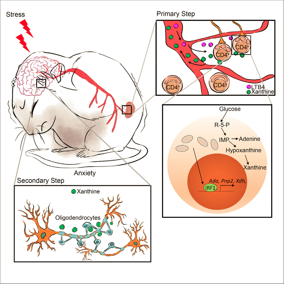 Cell| CD4+ T细胞嘌呤代谢紊乱如何导致焦虑症状